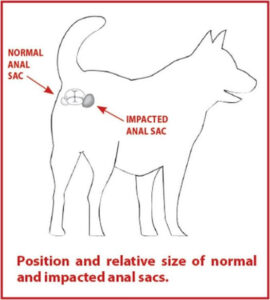 BARK&SPARK Dog Anal Gland Support Chews.